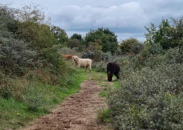 Feriehus Vakantiewoning 266